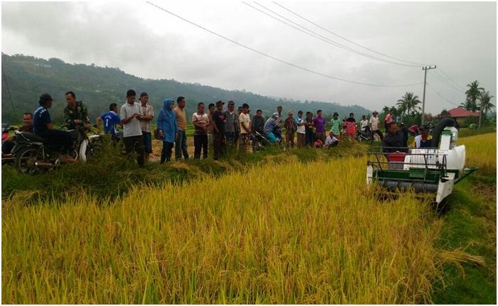 Demonstrasi alat dan mesin pertanian combine harvester di Kecamatan X Koto Singkarak