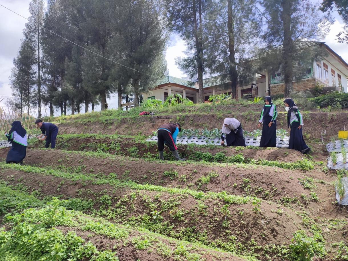 Inovasi Teknologi Organik Farming Komoditi Kentang di Lahan BPP Lembah Gumanti