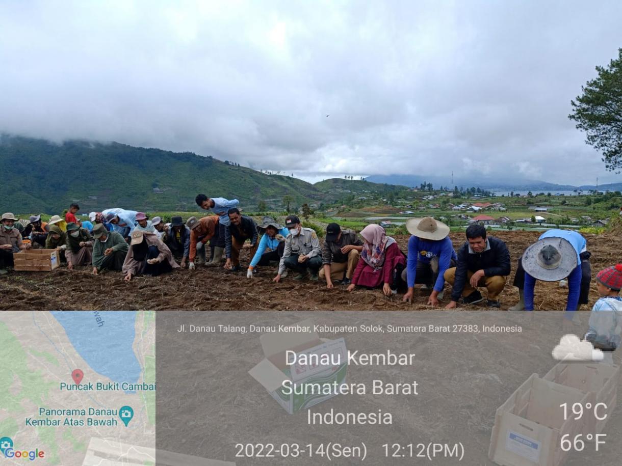 Budidaya Kentang Menguntungkan