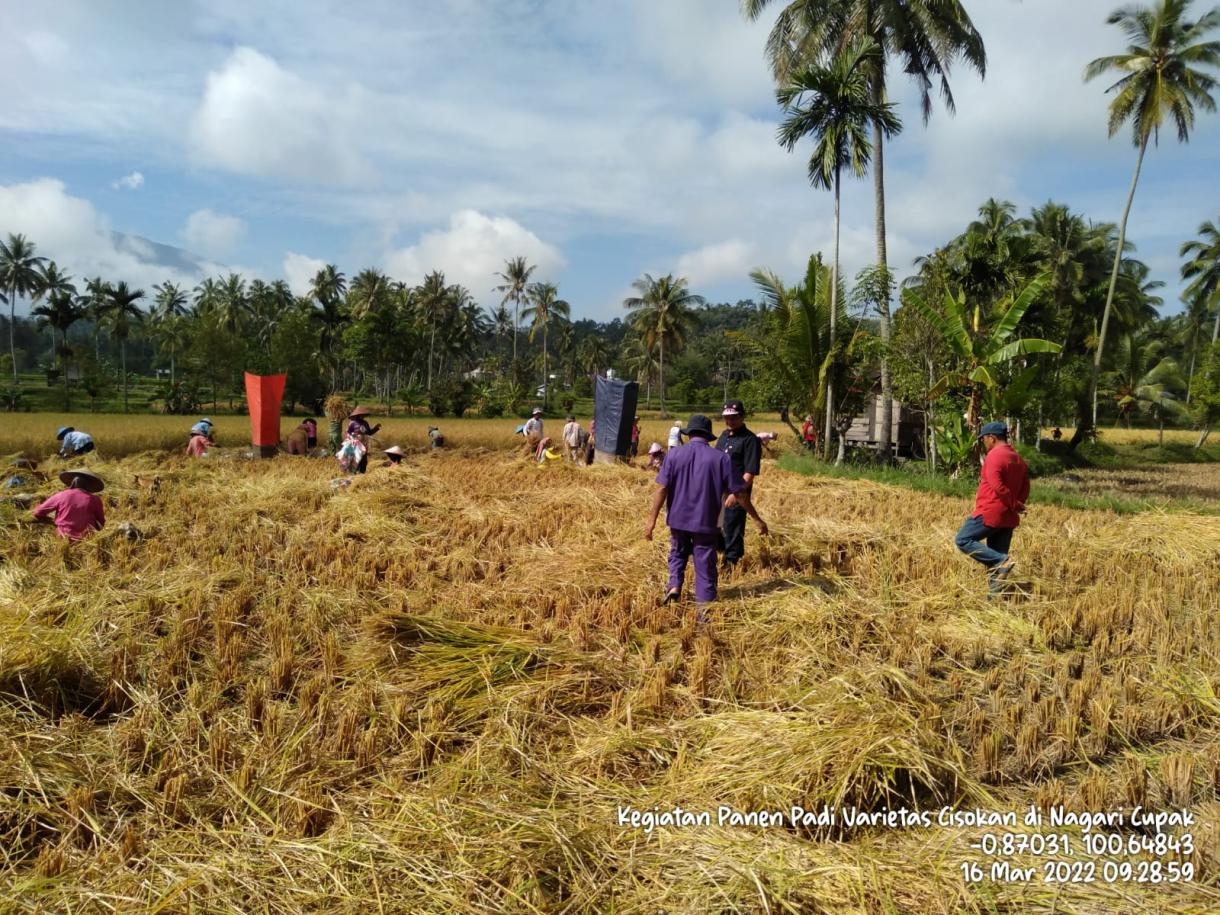 Beras Cisokan Kabupaten Solok, Beras Unggulan