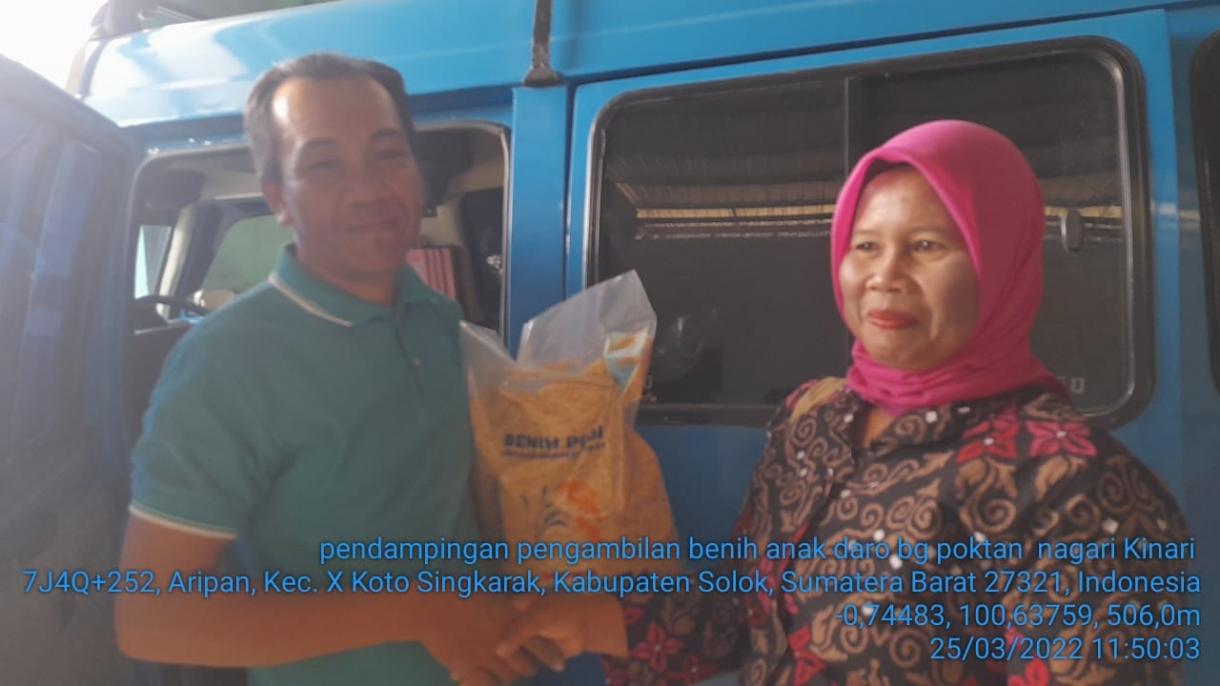 Dinas Pertanian Bagikan Benih Padi Gratis