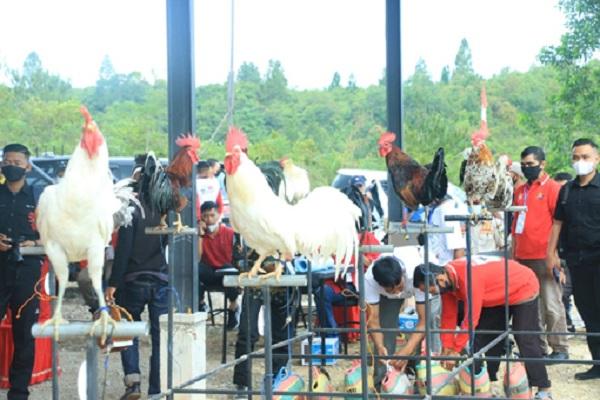 Ayam Kukuak Balenggek Kebanggan Kabupaten Solok  Oleh : Kadis Pertanian Kabupaten Solok