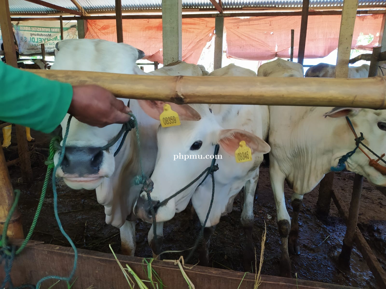 MEMILIH BIBIT SAPI BERKUALITAS UNTUK USAHA  PENGGEMUKAN SAPI POTONG