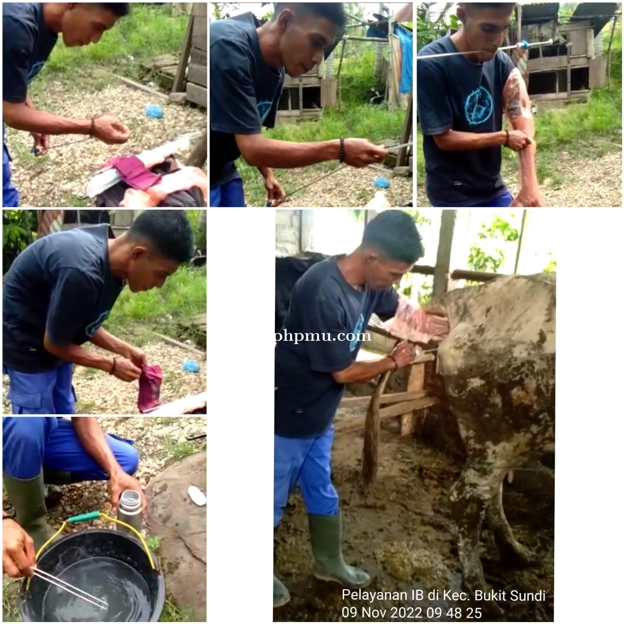 PELAYANAN INSEMINASI BUATAN (IB) PADA TERNAK