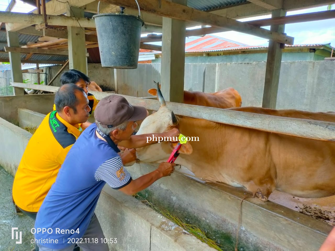 PENANDAAN DAN PENDATAAN TERNAK SAPI DI KABUPATEN SOLOK UNTUK MENANGGULANGI WABAH PMK